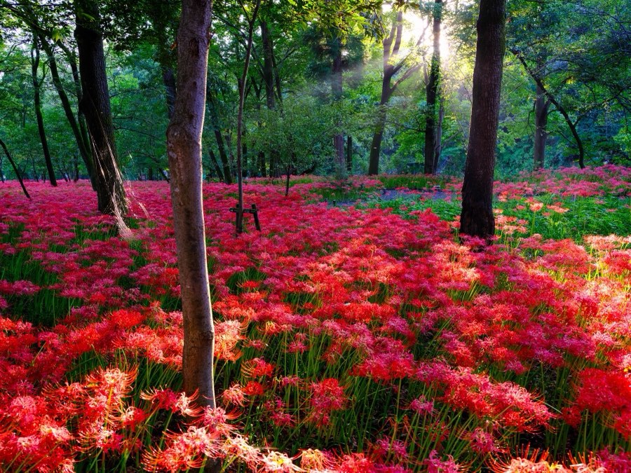 Japan, Autumn 2022. Photograph by Jordy Meow, 6/25