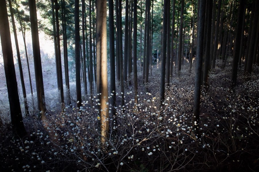 Aichi, Spring 2019, Japan. Photograph by Jordy Meow, 7/11