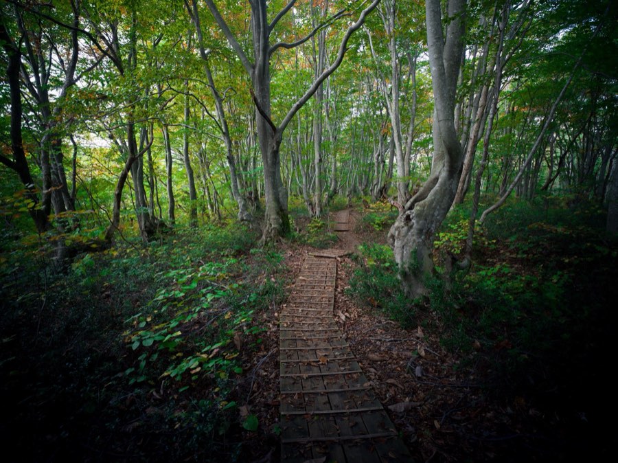 Akita, Autumn 2020, Japan. Photograph by Jordy Meow, 8/9