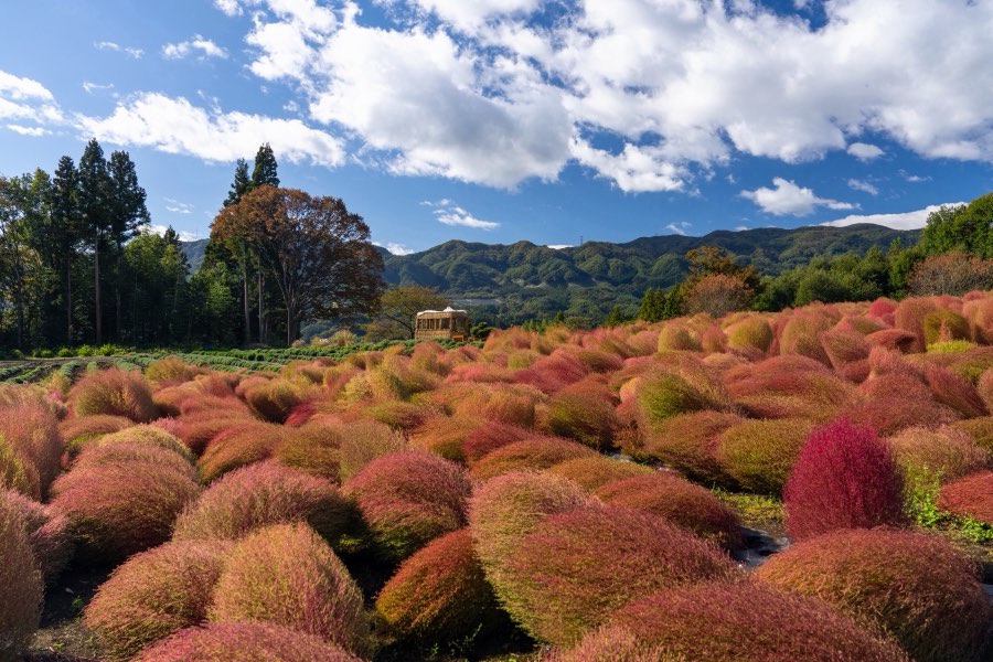 Gunma, Autumn 2023, Japan. Photograph by Jordy Meow, 14/27