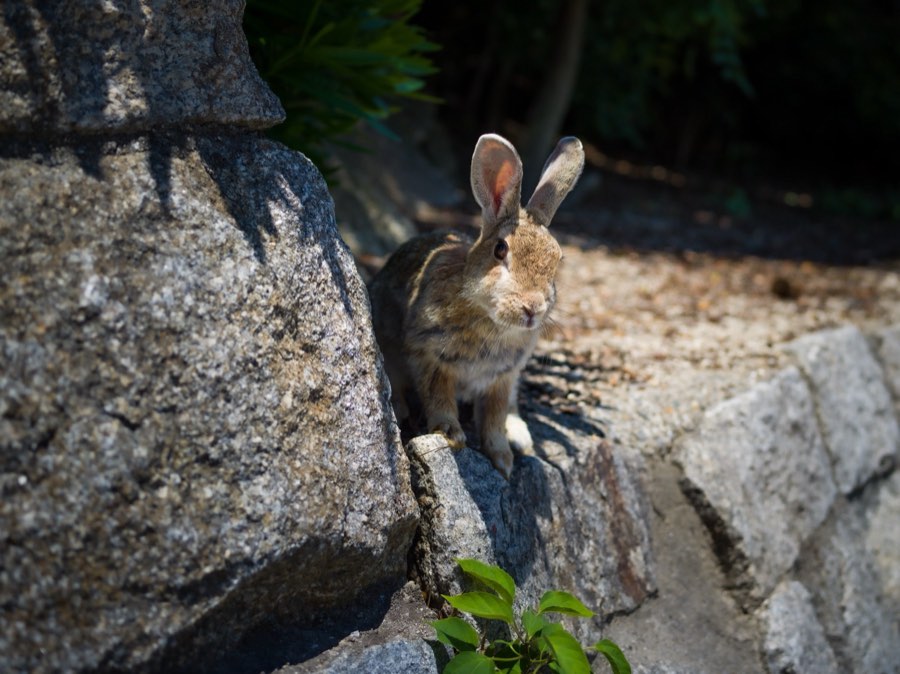 Hiroshima, Summer 2020, Japan. Photograph by Jordy Meow, 146/229