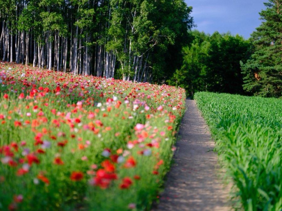 Hokkaido, Summer 2021, Japan. Photograph by Jordy Meow, 11/24
