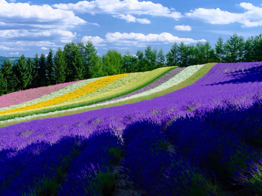 Hokkaido, Summer 2021, Japan. Photograph by Jordy Meow, 12/24