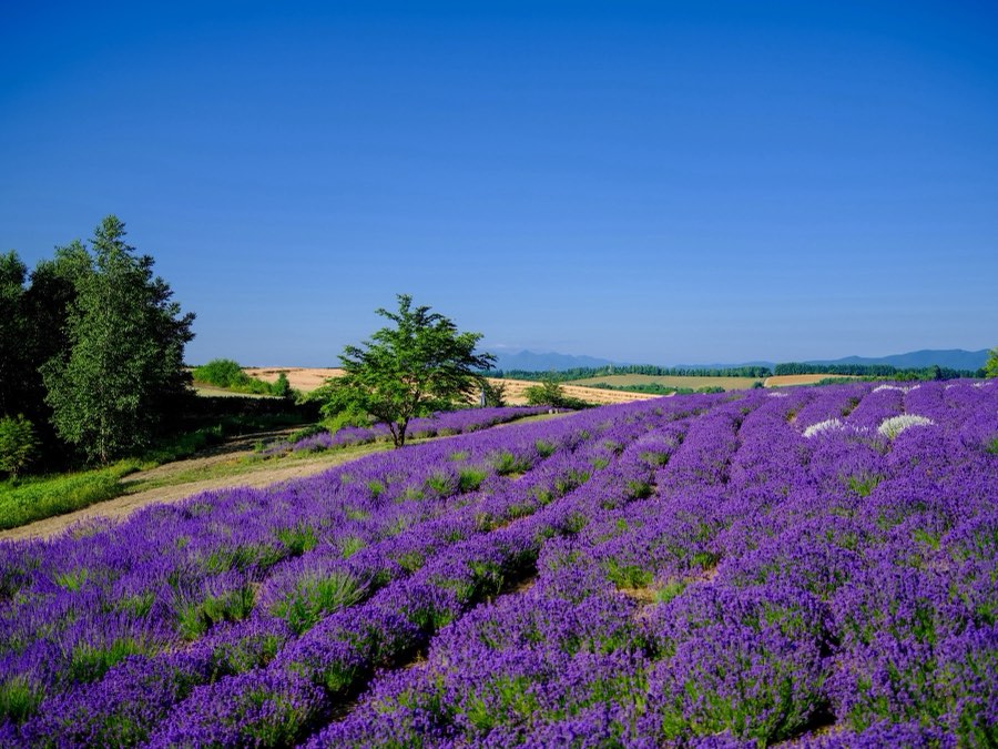 Hokkaido, Summer 2021, Japan. Photograph by Jordy Meow, 13/24