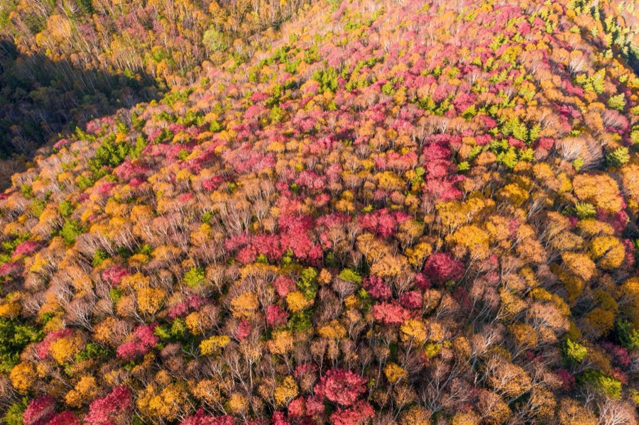 Hokkaido, Autumn 2018, Japan. Photograph by Jordy Meow, 16/24