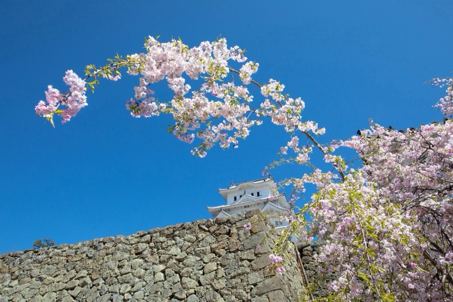 Hyogo, Spring 2019, Japan. Photograph by Jordy Meow, 11/13