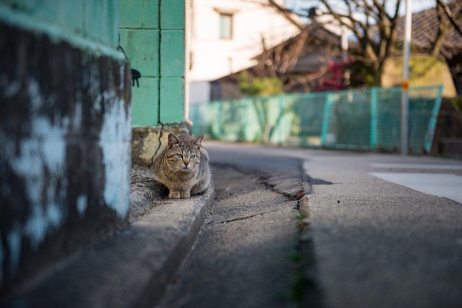 Kagawa, Spring 2016, Japan. Photograph by Jordy Meow, 22/25
