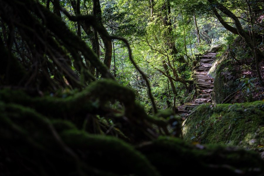 Kagoshima, Spring 2025, Japan. Photograph by Jordy Meow, 2/18