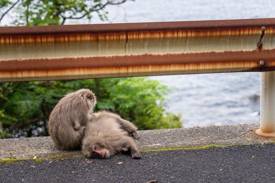 Kagoshima, Spring 2025, Japan. Photograph by Jordy Meow, 8/18