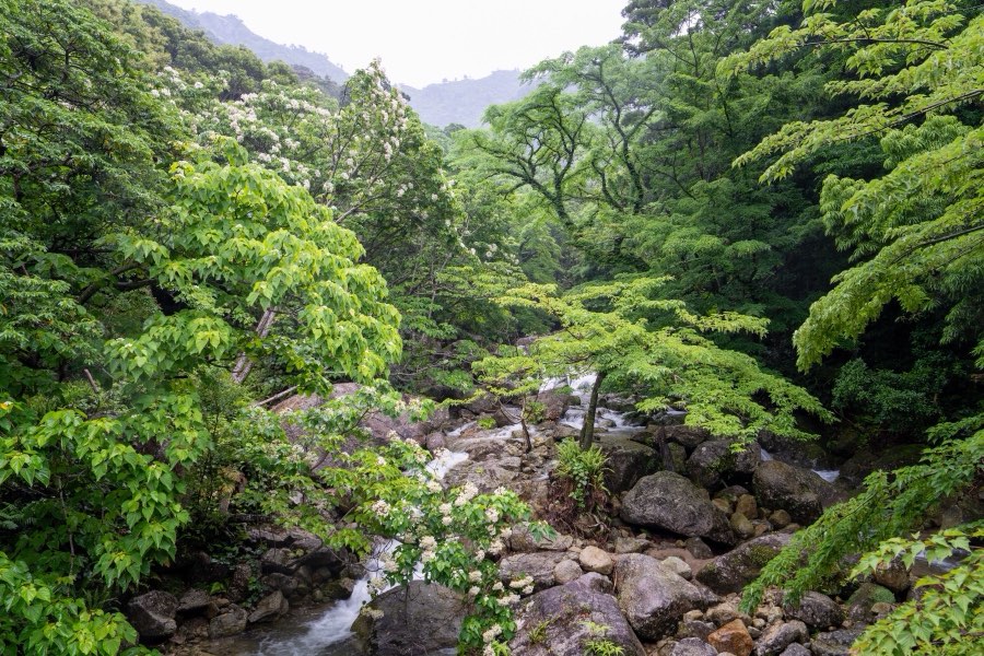 Kagoshima, Spring 2025, Japan. Photograph by Jordy Meow, 9/18