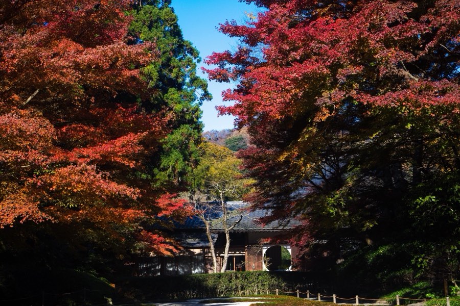Kanagawa, Autumn 2017, Japan. Photograph by Jordy Meow, 9/12