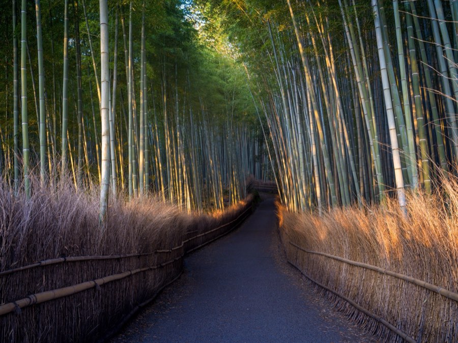 Kyoto, Spring 2020, Japan. Photograph by Jordy Meow, 4/28