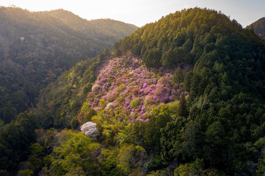 Kyoto, Spring 2019, Japan. Photograph by Jordy Meow, 15/28