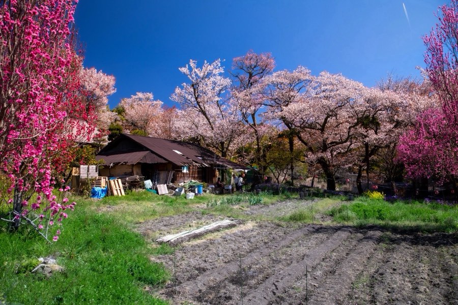 Mie, Spring 2019, Japan. Photograph by Jordy Meow, 12/24