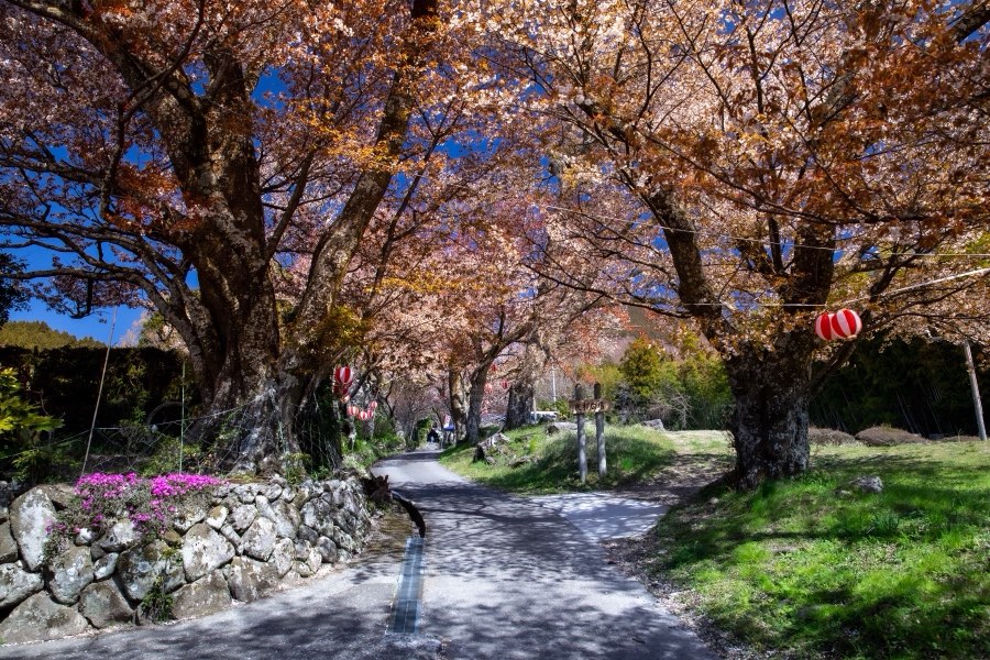 Mie, Spring 2019, Japan. Photograph by Jordy Meow, 13/24