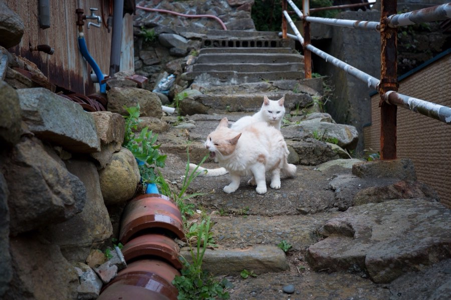 Miyagi, Autumn 2016, Japan. Photograph by Jordy Meow, 7/8