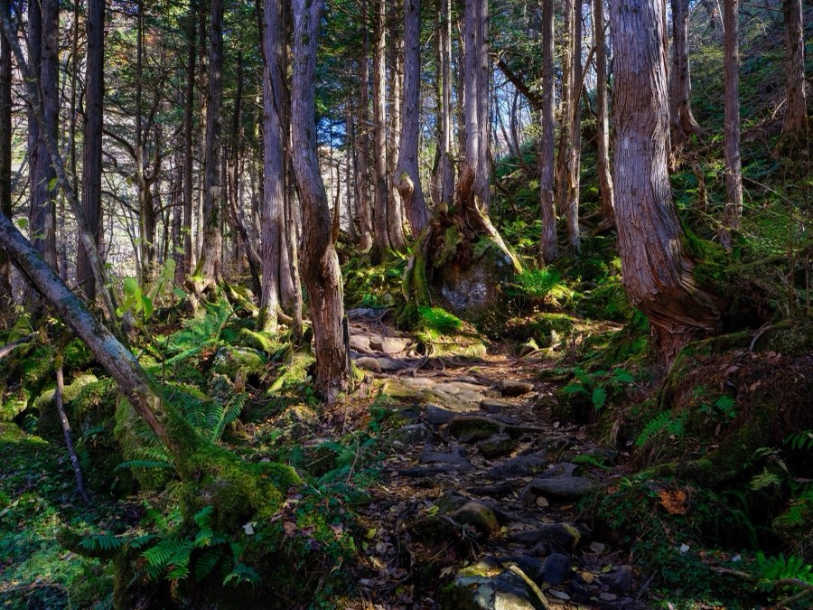 Nagano, Autumn 2022, Japan. Photograph by Jordy Meow, 3/33