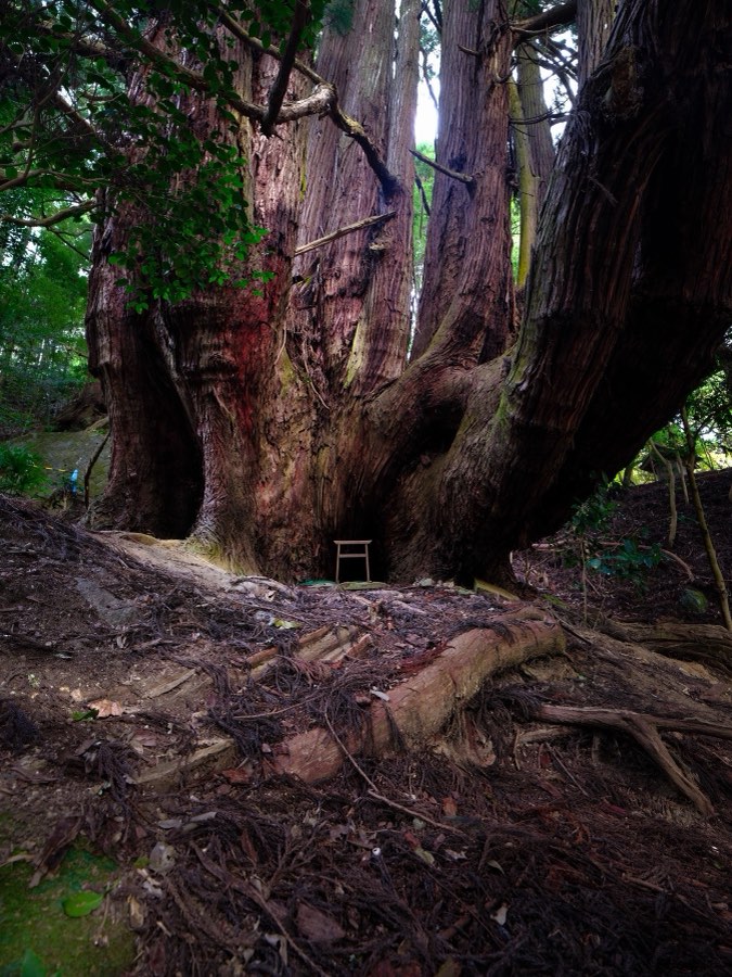 Nara, Autumn 2022, Japan. Photograph by Jordy Meow, 1/26