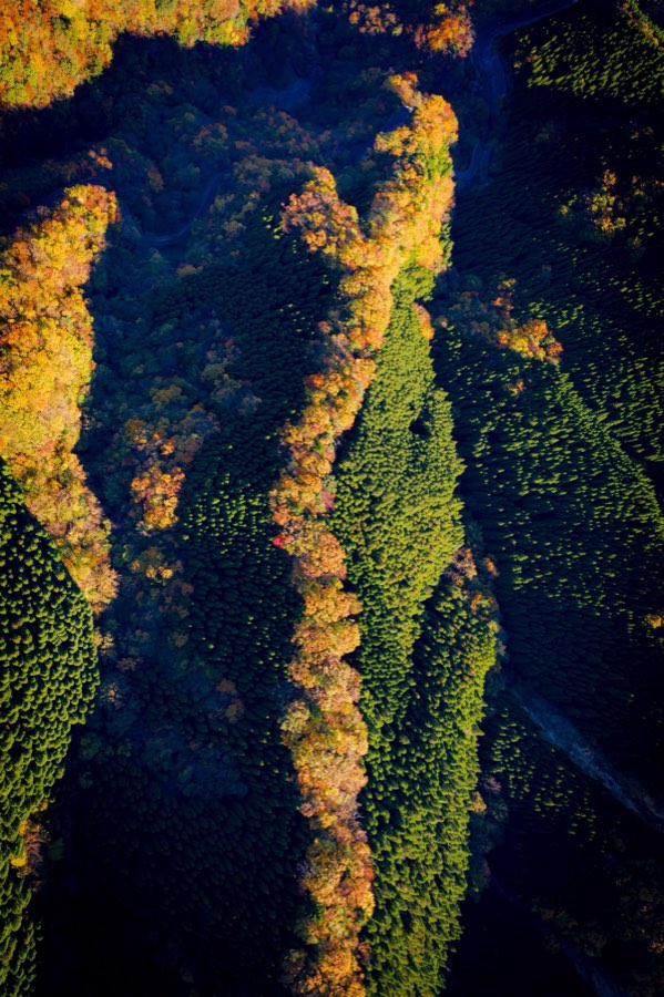Nara, Autumn 2019, Japan. Photograph by Jordy Meow, 2/26