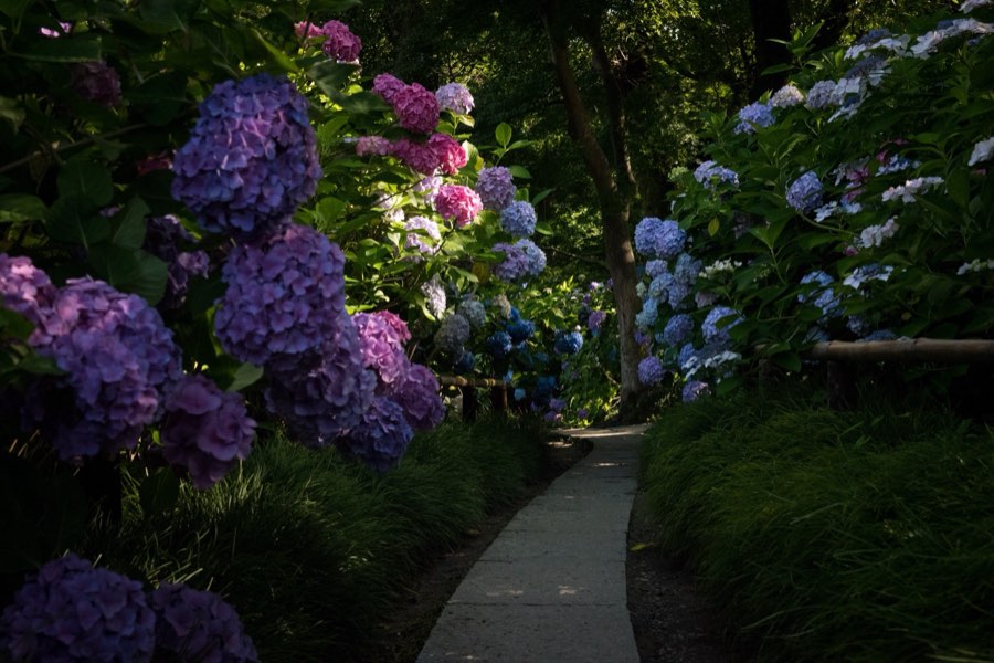 Nara, Summer 2016, Japan. Photograph by Jordy Meow, 6/26