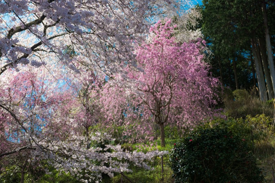 Nara, Spring 2016, Japan. Photograph by Jordy Meow, 9/26