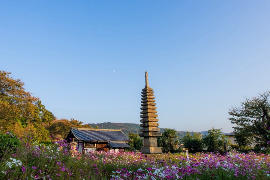 Nara, Autumn 2015, Japan. Photograph by Jordy Meow, 10/26