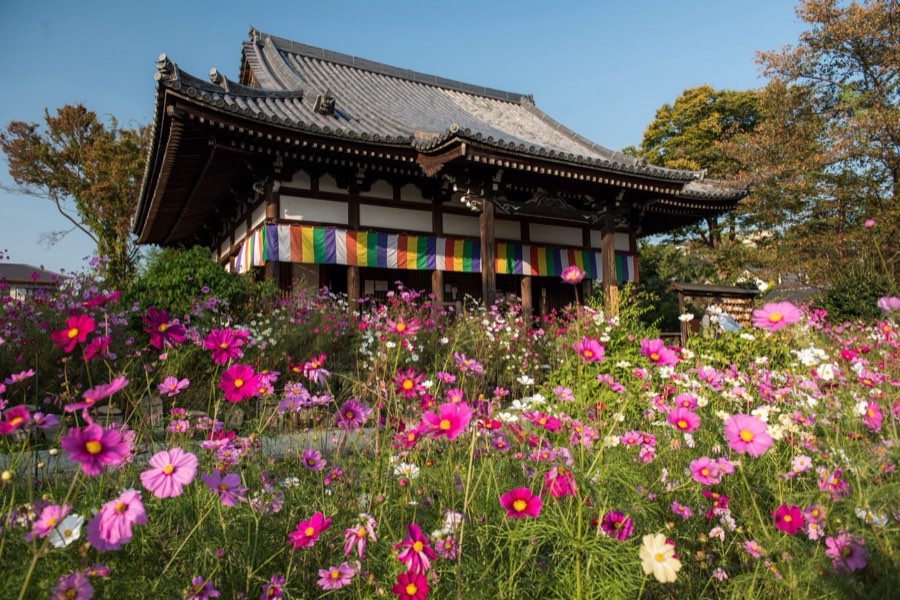 Nara, Autumn 2015, Japan. Photograph by Jordy Meow, 11/26