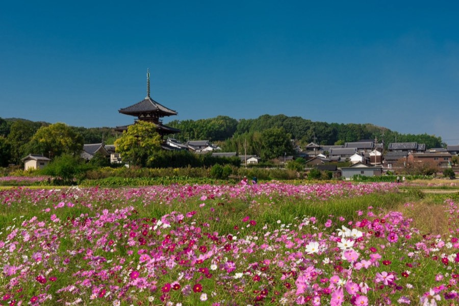 Nara, Autumn 2015, Japan. Photograph by Jordy Meow, 12/26