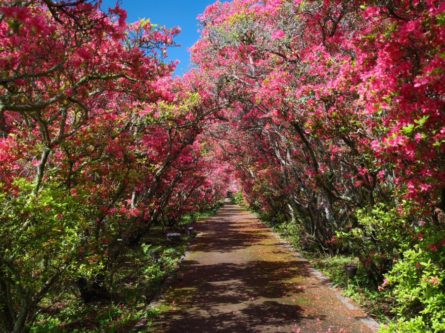Shizuoka, Spring 2022, Japan. Photograph by Jordy Meow, 4/25