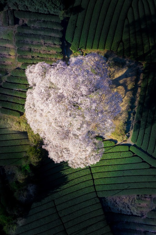 Shizuoka, Spring 2019, Japan. Photograph by Jordy Meow, 6/25