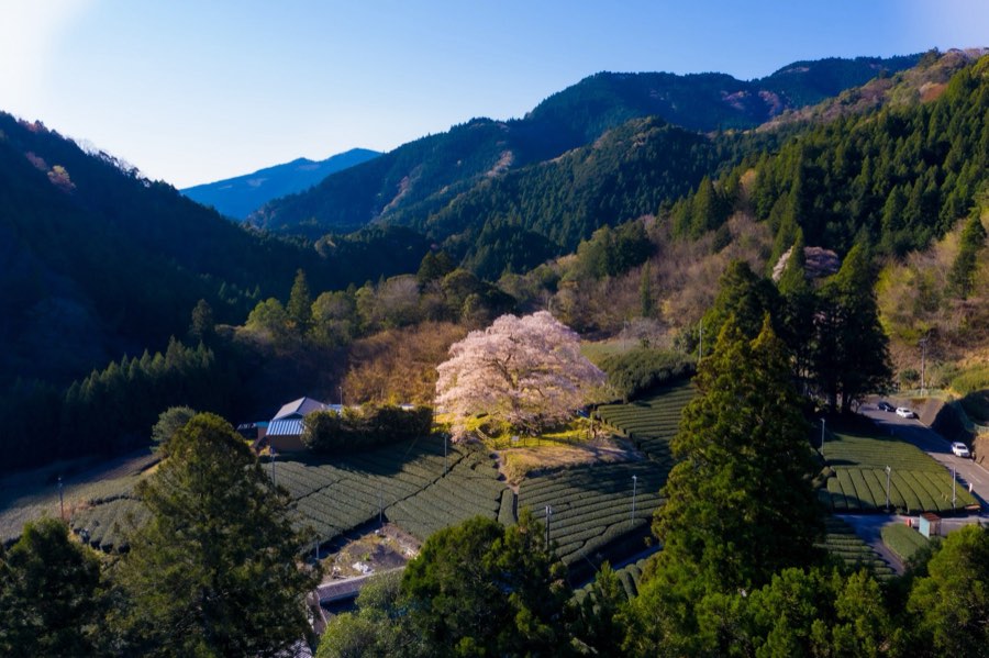 Shizuoka, Spring 2019, Japan. Photograph by Jordy Meow, 7/25