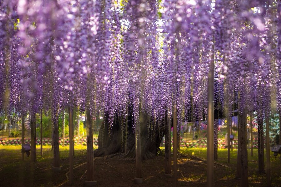Tochigi, Spring 2017, Japan. Photograph by Jordy Meow, 3/22