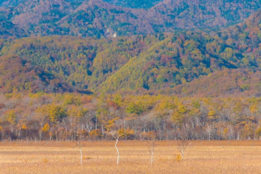 Tochigi, Autumn 2012, Japan. Photograph by Jordy Meow, 20/22
