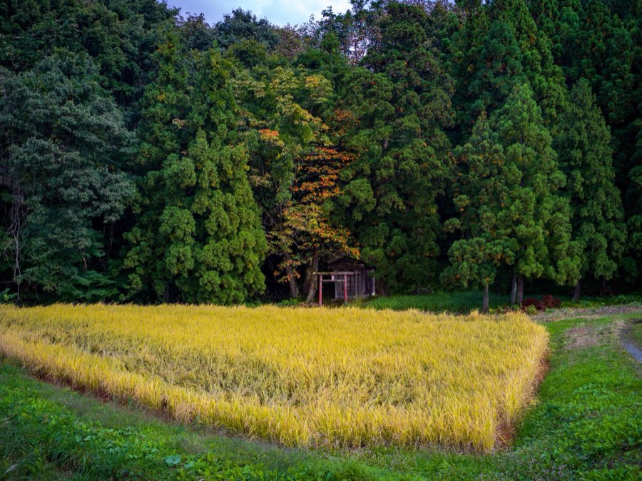 Yamagata, Autumn 2020, Japan. Photograph by Jordy Meow, 2/13