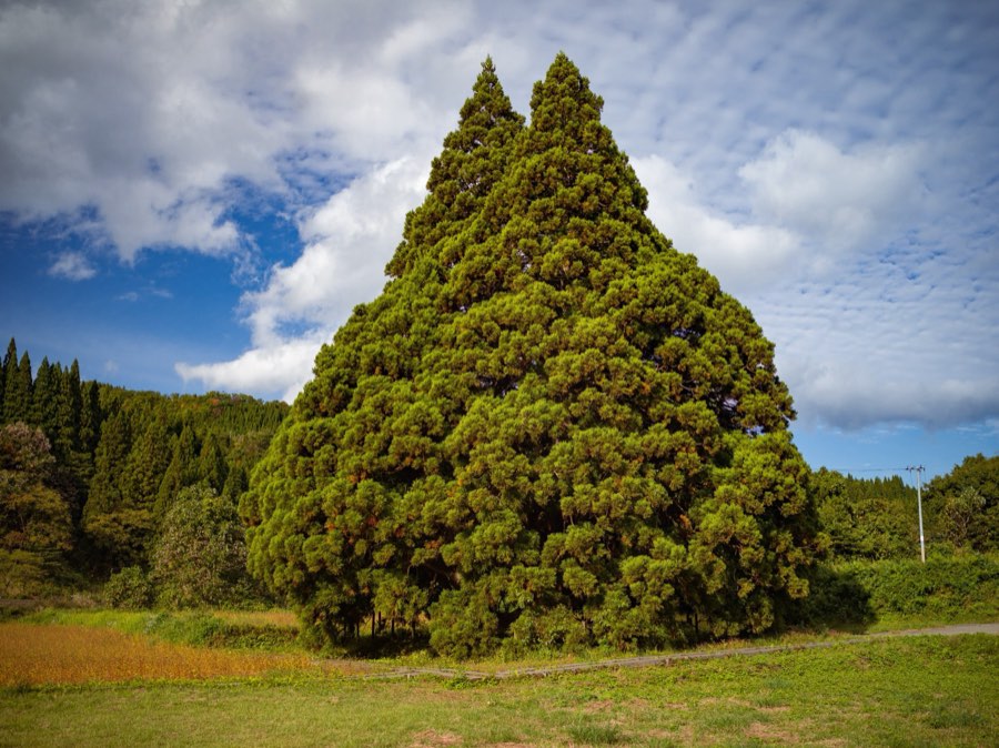 Yamagata, Autumn 2020, Japan. Photograph by Jordy Meow, 7/13