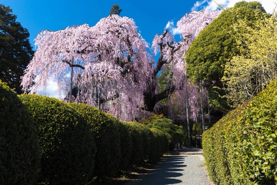 Yamanashi, Spring 2017, Japan. Photograph by Jordy Meow, 9/25